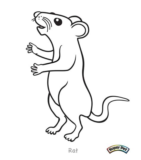 click  kangaroo rat coloring page rat coloring page coloring home