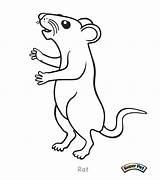 Rat Coloring Pages Rats Kangaroo Cute Cartoon Rod Click Getcolorings Colouring Printable Color Coloringbay Lab sketch template