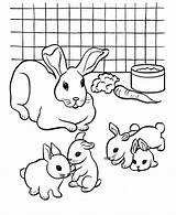 Rabbit Pages Coloring Color Printable Kids sketch template
