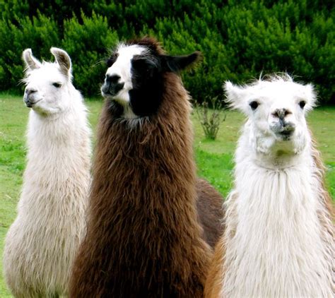 froogville inscrutable llamas