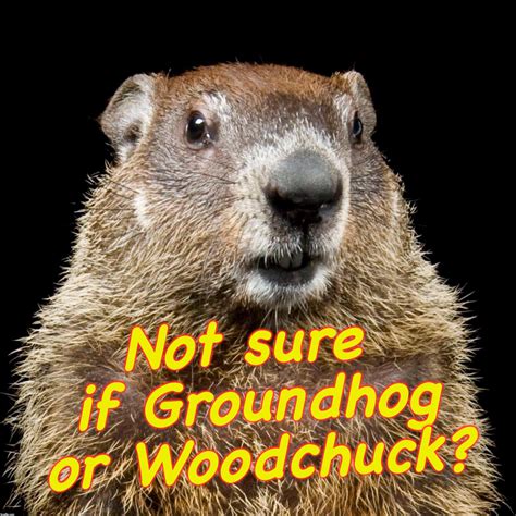 Happy Groundhog Day  Mrs Jones Groundhog Day