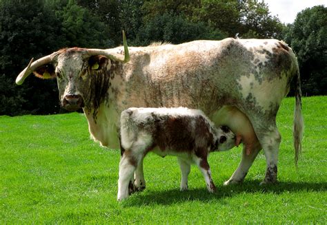 english longhorn wikipedia