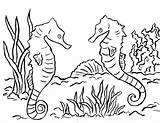 Seahorse Coloring Pages Print Drawing Printable Seahorses Realistic Adults Ocean Template Bell Templates Sketch Coloringbay Getdrawings Samanthasbell sketch template