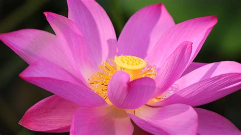 hd pink lotus close up wallpaper download free 149340