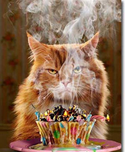 animal birthday cards images  pinterest animal birthday