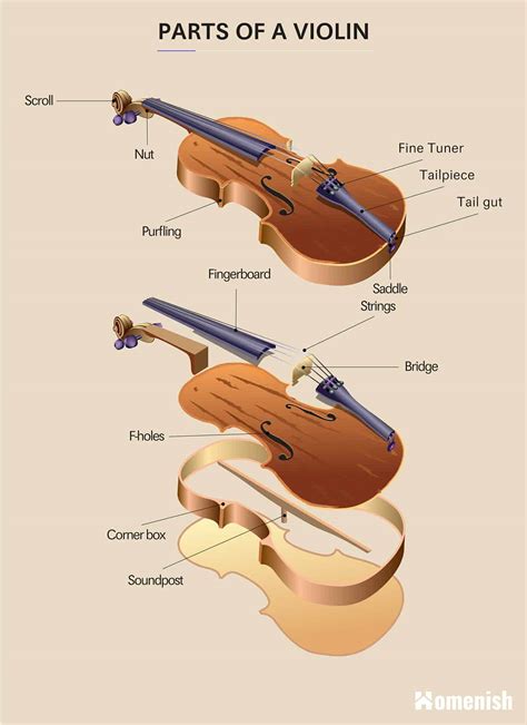parts   violin full diagram explored homenish