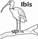 Ibis sketch template