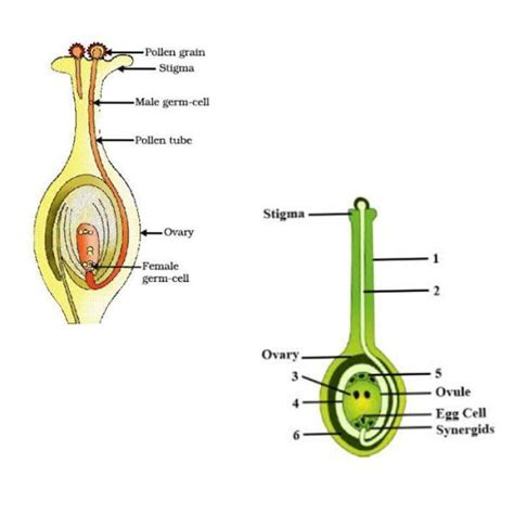 2023 Biology Practical Specimen Questions And Answers A Guide For