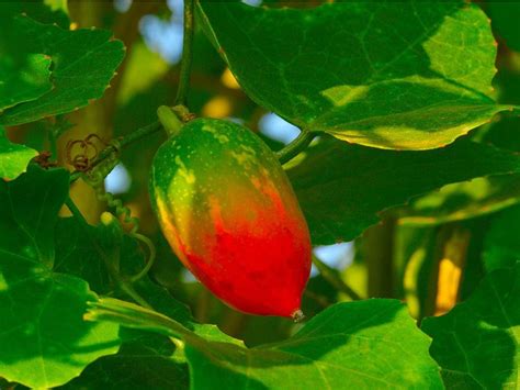 What Is A Scarlet Ivy Gourd Learn About Growing Scarlet Ivy Gourds