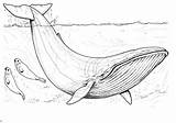 Whale Drawing Blue Coloring Para Ballena Colorear Ink Minke Imprimir Pages Choose Board Getdrawings sketch template