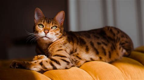 cat breeds   types  cats   adding   home