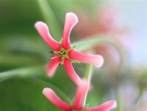 petals pink flower flickr photo sharing