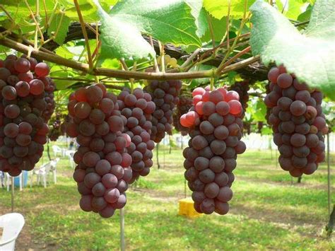 contoh gambar tanaman anggur   dicari informasi seputar tanaman hias