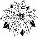 Poinsettia Clipart Christmas Clip Poinsettias Drawing Outline Cliparts Transparent Chalkboard Holly Search Border Collection Results Coloring Library Calendar Drawings Google sketch template