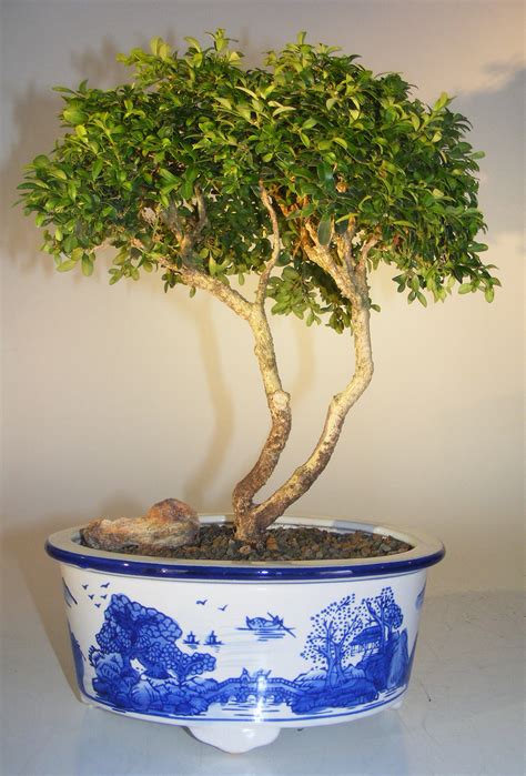 japanese kingsville boxwood bonsai tree buxus microphylla