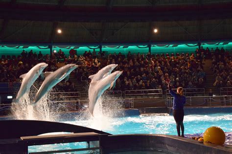 dolfinarium afhuren dolfinarium het grootste zeezoogdierenpark van europa