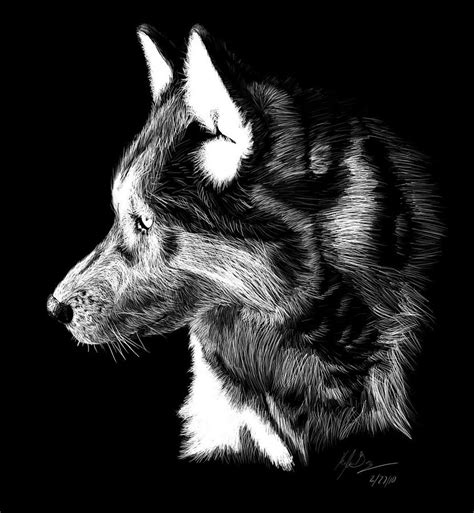 Wolf Scratch Board Digital Art By Kyle Gray