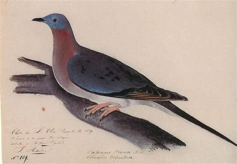 passenger pigeon  wild pigeon ectopistes migratorius focusing