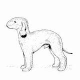 Bedlington Terrier Surfnetkids sketch template