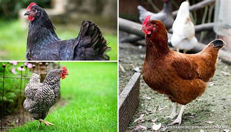 The Best Egg Laying Hens And Meat Birds