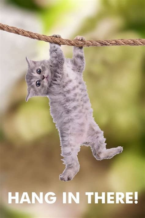 hang   cat poster xinches etsy