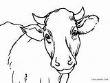 Cow Coloring Pages Face Drawing Sheets Printable Baby Template Makeup Sketch Cool2bkids Cute Kids Color Healthy Body Animal Paintingvalley Getdrawings sketch template