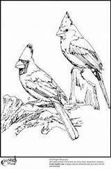 Cardinal Waxwing Cardinals Coloring99 Jays Skizzen Kidswoodcrafts Holz Gravieren Getcolorings sketch template
