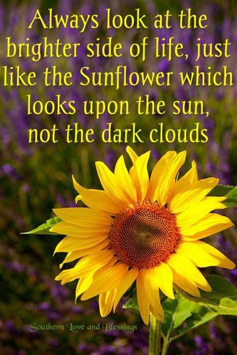 sunflower   quote         brighter side  life
