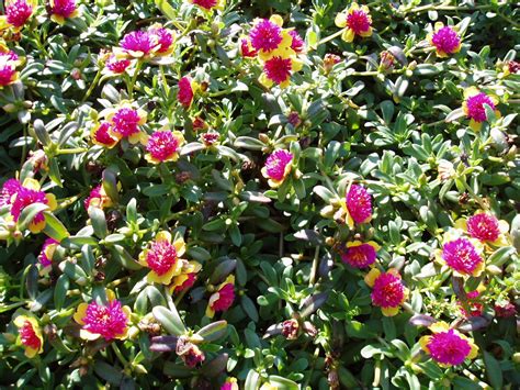rotary botanical gardens hort blog moss rose collection ordered