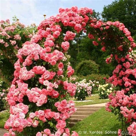 pink roses  blooming   open area  steps leading    top