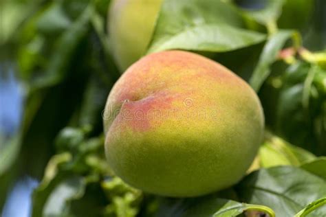 Ripened Fruit Of Peach On The Tree Stock Image Image Of Orchard