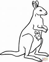 Kangaroo Coloring Color Pages Baby Kids Kangoroo Printable Pouch Painting Silhouettes Library Clipart sketch template