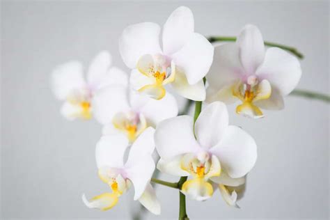 Phalaenopsis Orchid Care For Beginners Easy Guide Smart Garden Guide