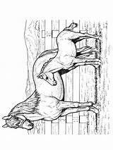 Kleurplaat Paarden Kleurplaten Pferde Malvorlagen Pferd Equine Malvorlage Cavalli Kuda Uitprinten Mewarnai Coloriages Cavalos Animaatjes Tiere Animierte 1902 sketch template