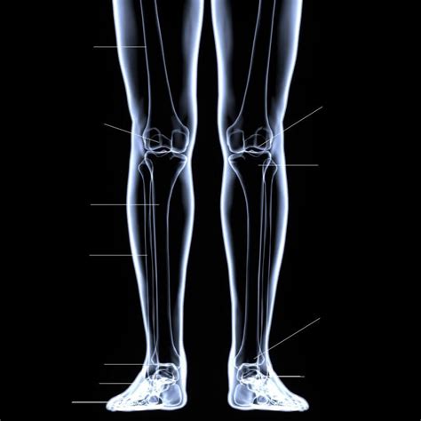 Definición De Huesos De La Pierna Concepto En Definición Abc