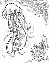 Sea Anemone Coloring Color Getdrawings sketch template