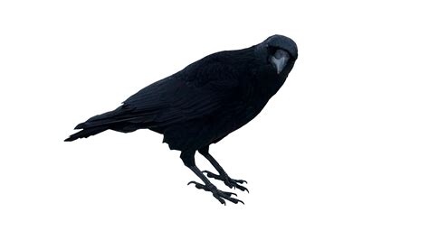 black crow standing png image purepng  transparent cc png