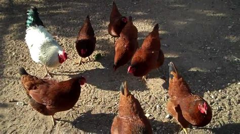 my red sex link chickens at five and a half months mp4