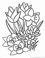 Coloring Spring Pages Flower Printable Flowers Cartoon Large Big Pansy Pdf Color Print Getcolorings Popular Cherry Wonderful sketch template