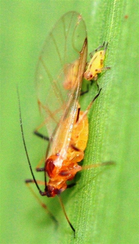 baby winged aphid aphids animals insects