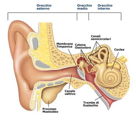 apparato uditivo umano
