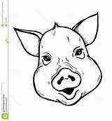 Pig Head Drawing Face Sketch Draw Vector Pigs Drawings Paintingvalley Coloring Pages Getdrawings sketch template