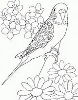 Parakeet Budgie Periquitos 塗り絵 Parakeets Birds Perico Colouring Drawing Colorare Aves Bordar Canary ぬりえ 大人 Bordados Bordado Coloringhome Ricami Bestcoloringpagesforkids sketch template