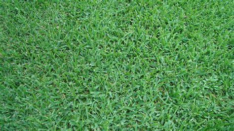 types  grass   lush miami lawn lawnstarter