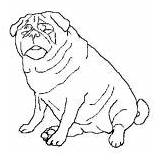 Pug Coloring Sad Fat Dog Face Little sketch template