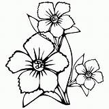 Petalos Colorear Flor sketch template