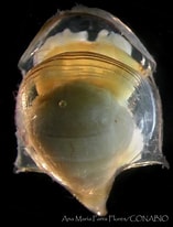 Afbeeldingsresultaten voor "cavolinia uncinata pulsatapusilla Pulsatoides". Grootte: 157 x 206. Bron: www.inaturalist.org