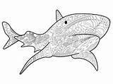 Shark Coloring Adults Vector Animal Adult Zentangle Book Sea sketch template
