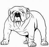 Bulldog Bulldogs Colouring Clipartmag Bestcoloringpagesforkids Dragoart sketch template