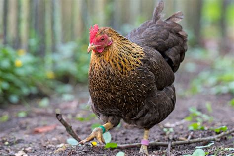 zwerg wyandotten alle infos im rasseportraet